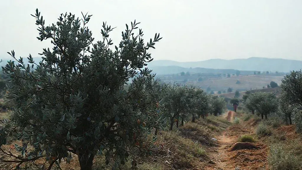Settler Attacks Surge on Palestinian Farms: Web3's Role?